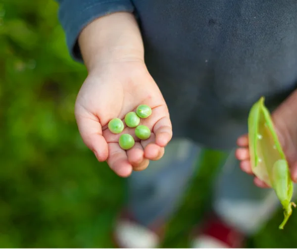 Child holding harvested peas in hand